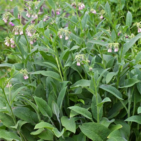 Is Comfrey Safe To Ingest