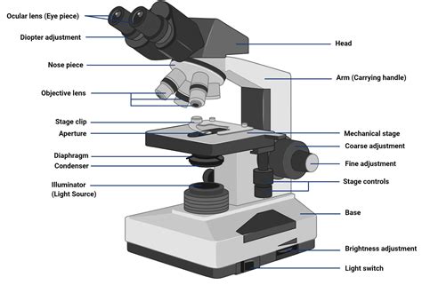 Is Compound Microscope And Light Microscope Same