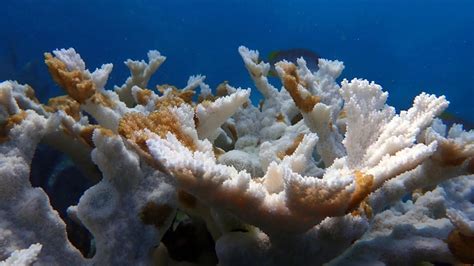 Is Coral Bleaching Died