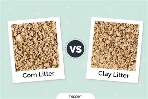 Is Corn Litter Good