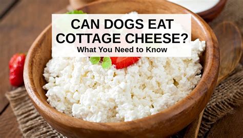 Is Cottage Cheese Good For A Dogs Stomach