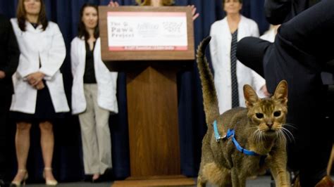 Is Declawing Illegal In Ny