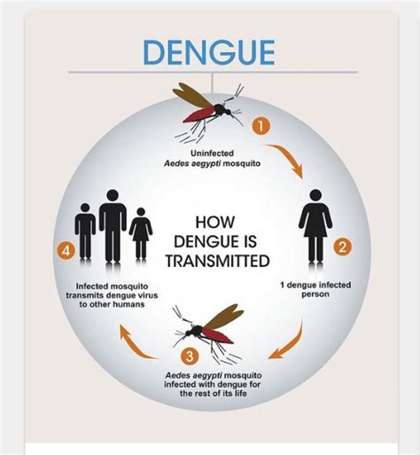 is dengue a viral infection