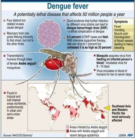 is dengue fever non infectious