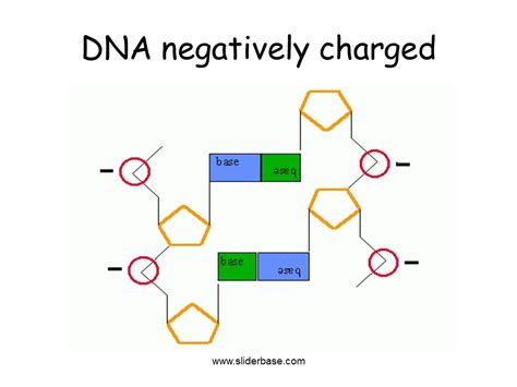 DNA's Charged Secrets: Is It Negatively Charged?