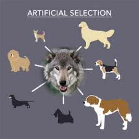 is dog breeding an example of artificial selection