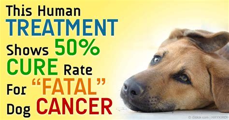 is dog cancer curable