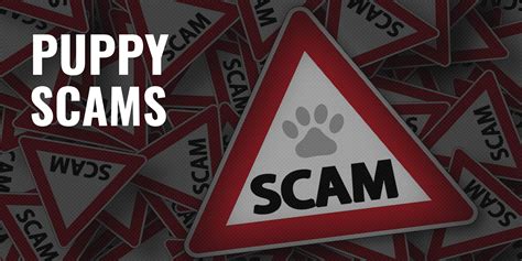 is doggy kingdom a scam company