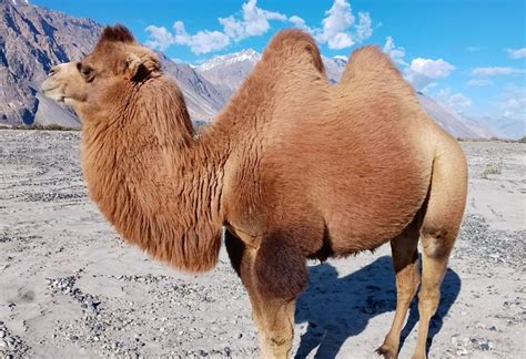 is double humped camel found in india
