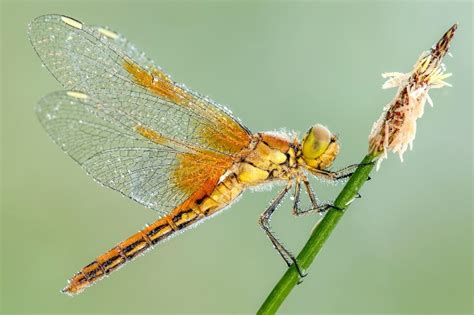 is dragonfly a consumer