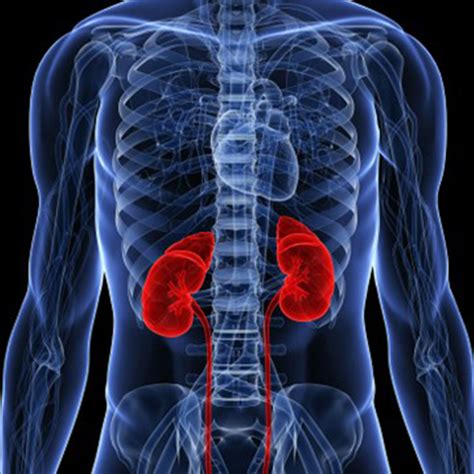 is drinking a lot of water good or bad for kidneys