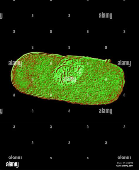 is e coli unicellular