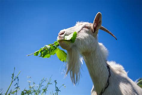 is eating goat good for you