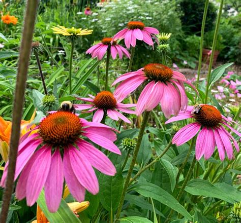 Is Echinacea Deer Proof