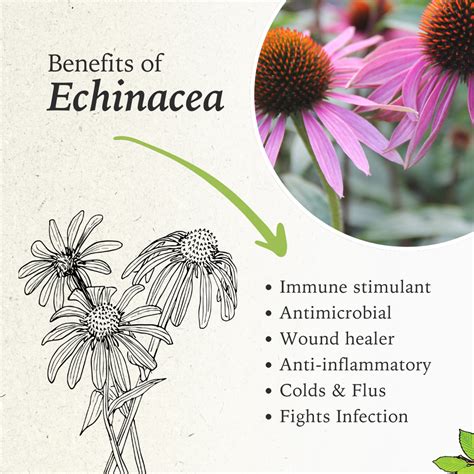 Is Echinacea Root Or Herb Better
