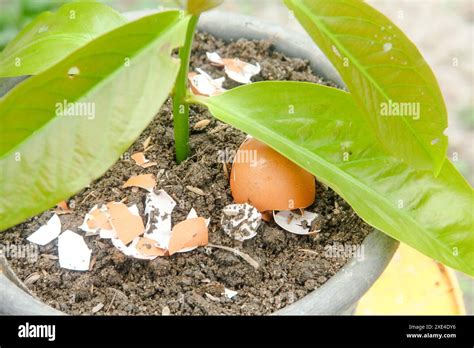 Is Egg Shell Good For All Plants