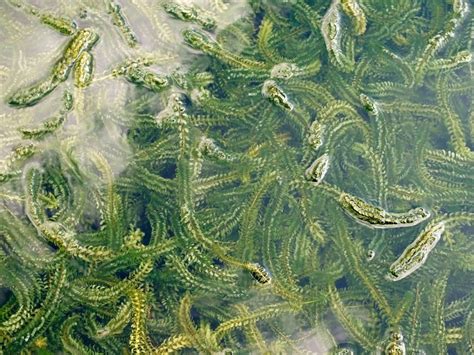 Is Elodea Good For Ponds