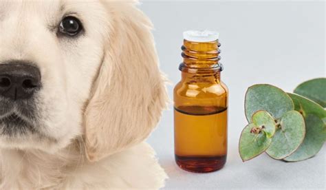 Is Eucalyptus Bedding Safe For Dogs