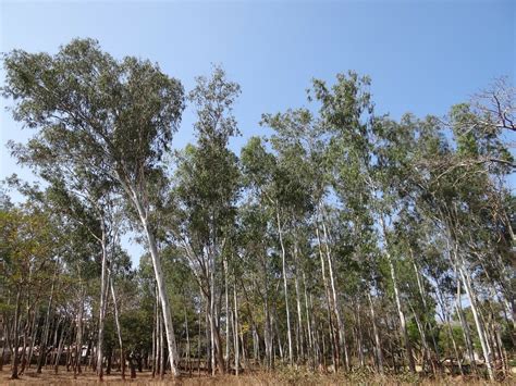 Is Eucalyptus Invasive