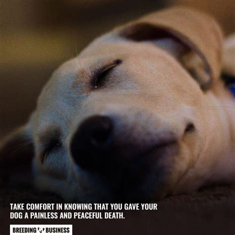 is euthanasia painful for dogs
