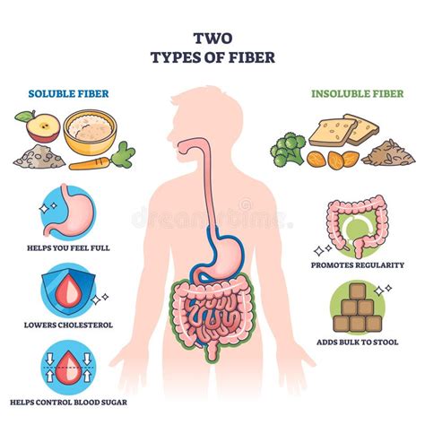 Is Fiber Good For Digestive System
