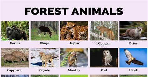 is forest common noun