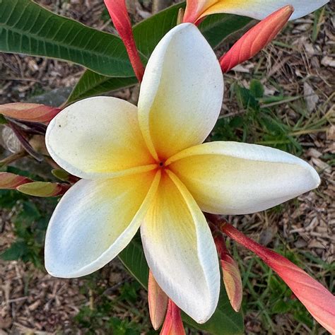 Is Frangipani Fragrant