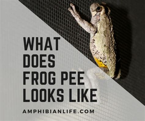 is frog pee dangerous