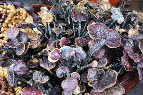 is ganoderma good for kidneys