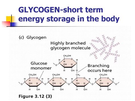 is glycogen short term energy storage