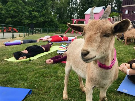is goat yoga a thing