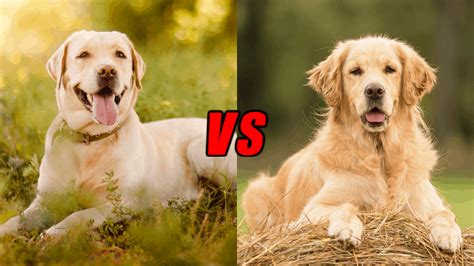 is golden retriever a labrador