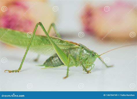 Is Grasshopper A Harmful Insect