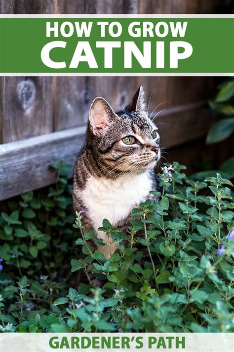 Is Growing Catnip Good For Cats