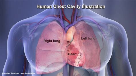 Is Heart Behind Lungs