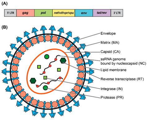 is hiv a lentivirus or retrovirus