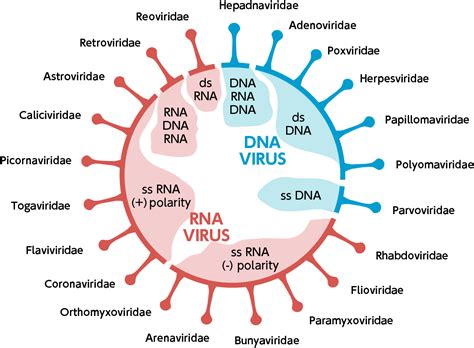 is hpv a dna or rna virus