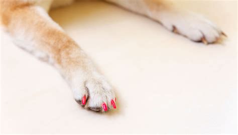 Is Human Nail Polish Safe For Dogs