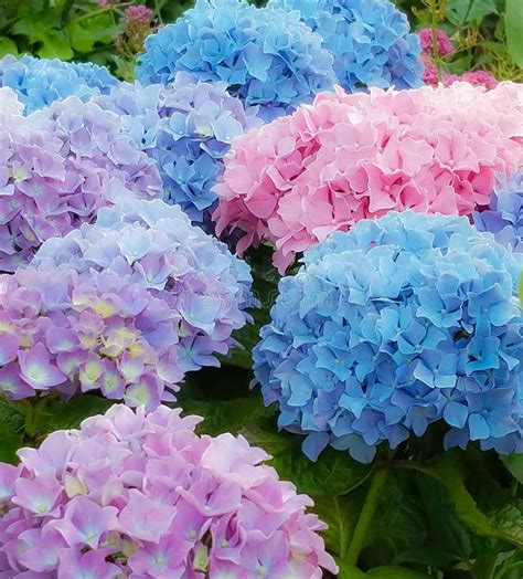 Is Hydrangea A Spring Flower