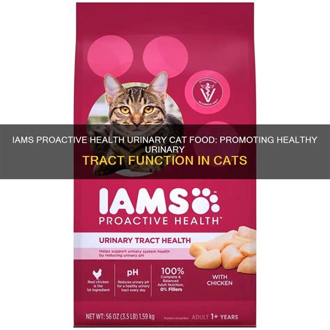 is iams proactive health a good cat food