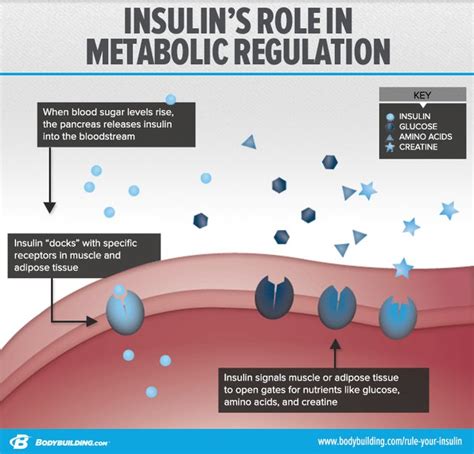 is insulin sensitivity good for muscle growth
