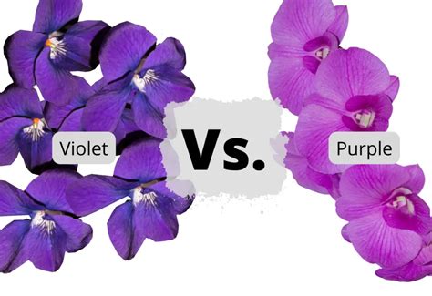is iris and violet the same