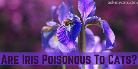 is iris toxic to pets
