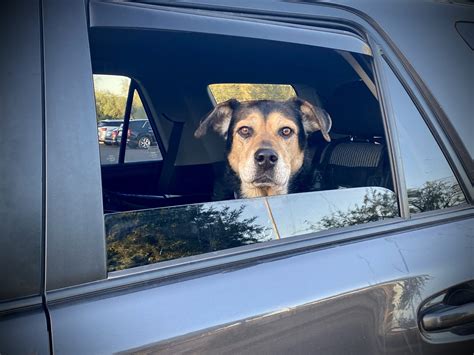 Is It A Criminal Offence To Leave A Dog In A Car