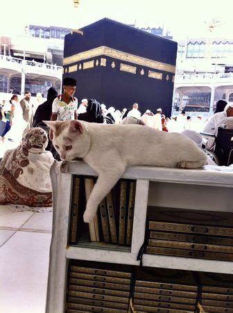 Is It Allowed In Islam To Keep A Cat