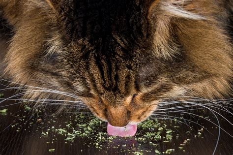 is it bad for cats to ingest catnip