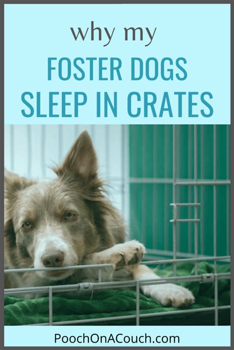 Is It Bad For Dogs To Sleep In Crates