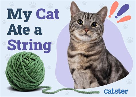 Is It Bad If A Cat Eats String