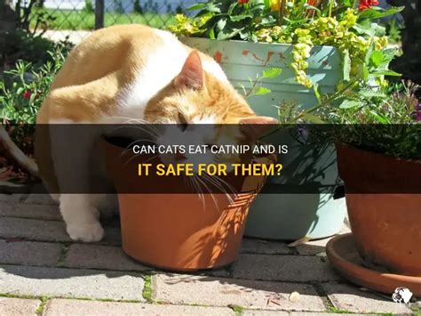 is it bad if cat eats catnip