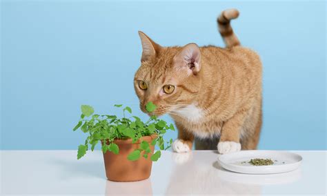 is it bad if your cat eats catnip